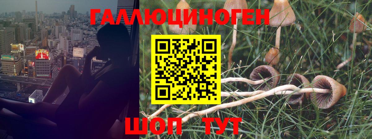 Псилоцибиновые грибы GOLDEN TEACHER Кимовск